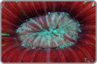 Red Open Brain Coral